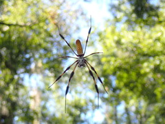 Trichonephila clavipes