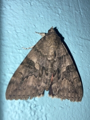 Catocala nupta