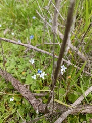 Tecophilaea violiflora