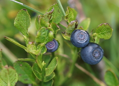 Vaccinium myrtillus