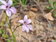 Tecophilaea violiflora