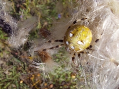 Araneus quadratus