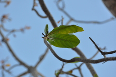 Anthocleista grandiflora