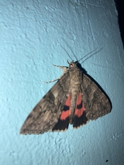 Catocala nupta