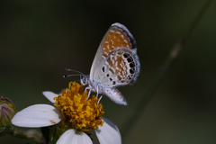 Brephidium exilis