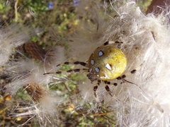 Araneus quadratus