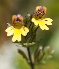Euphrasia minima