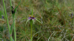 Tragopogon porrifolius porrifolius