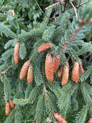 Picea
