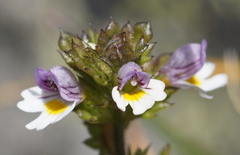 Euphrasia minima