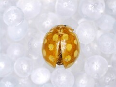 Calvia quindecimguttata