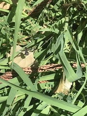 Bombyliidae