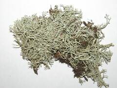 Cladonia arbuscula mitis