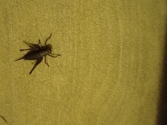 Pholidoptera griseoaptera