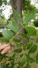 Carya illinoinensis