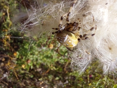 Araneus quadratus