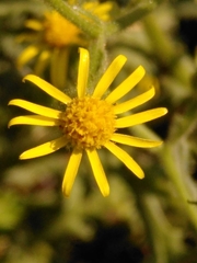 Senecio viscosus