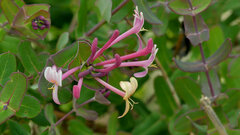 Lonicera implexa