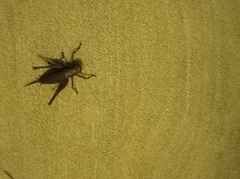 Pholidoptera griseoaptera