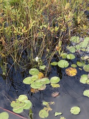 Sagittaria