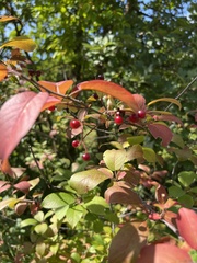 Amelanchier laevis