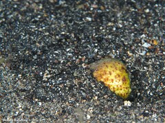 Conus canariensis