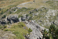 Marmota marmota