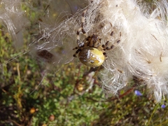 Araneus quadratus