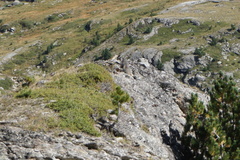 Marmota marmota
