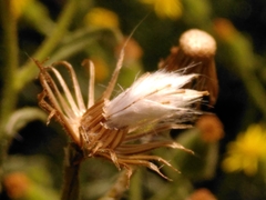 Senecio viscosus