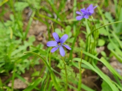 Tecophilaea violiflora