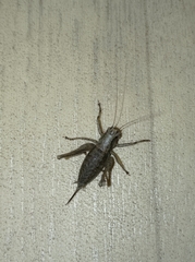 Pholidoptera griseoaptera