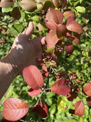 Amelanchier laevis