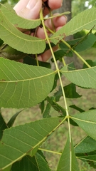 Carya illinoinensis