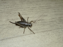 Pholidoptera griseoaptera