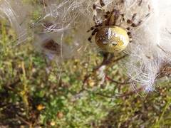 Araneus quadratus