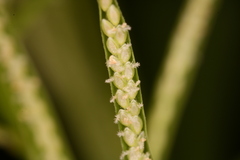Paspalum repens