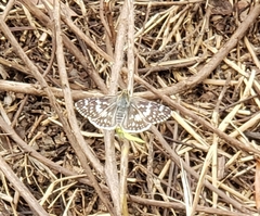 Burnsius communis