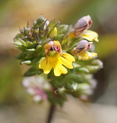 Euphrasia minima