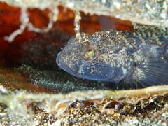 Gobius niger