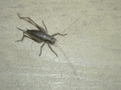 Pholidoptera griseoaptera