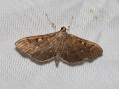 Herpetogramma