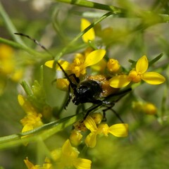 Crossidius pulchellus