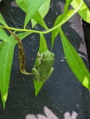 Hyla versicolor