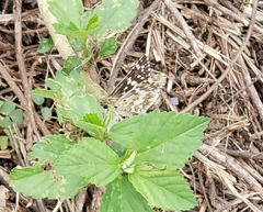 Burnsius communis