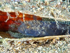 Gobius niger