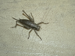 Pholidoptera griseoaptera