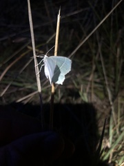 Campaea margaritaria
