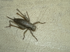 Pholidoptera griseoaptera