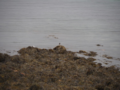 Haematopus ostralegus